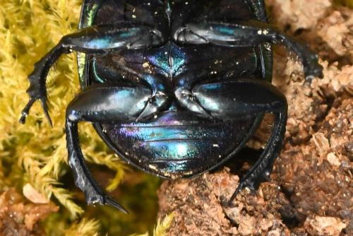 Réf. 204 106 : Trypocopris pyrenaeus